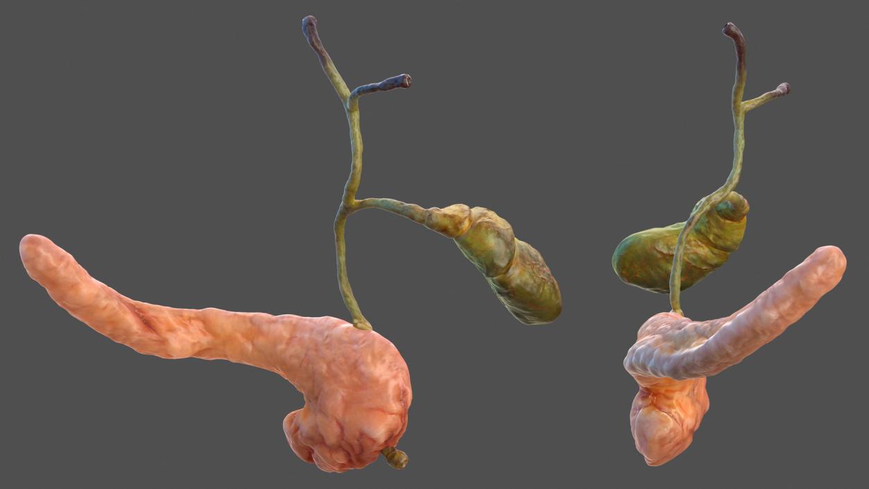 3D model Human Pancreas and Gallbladder