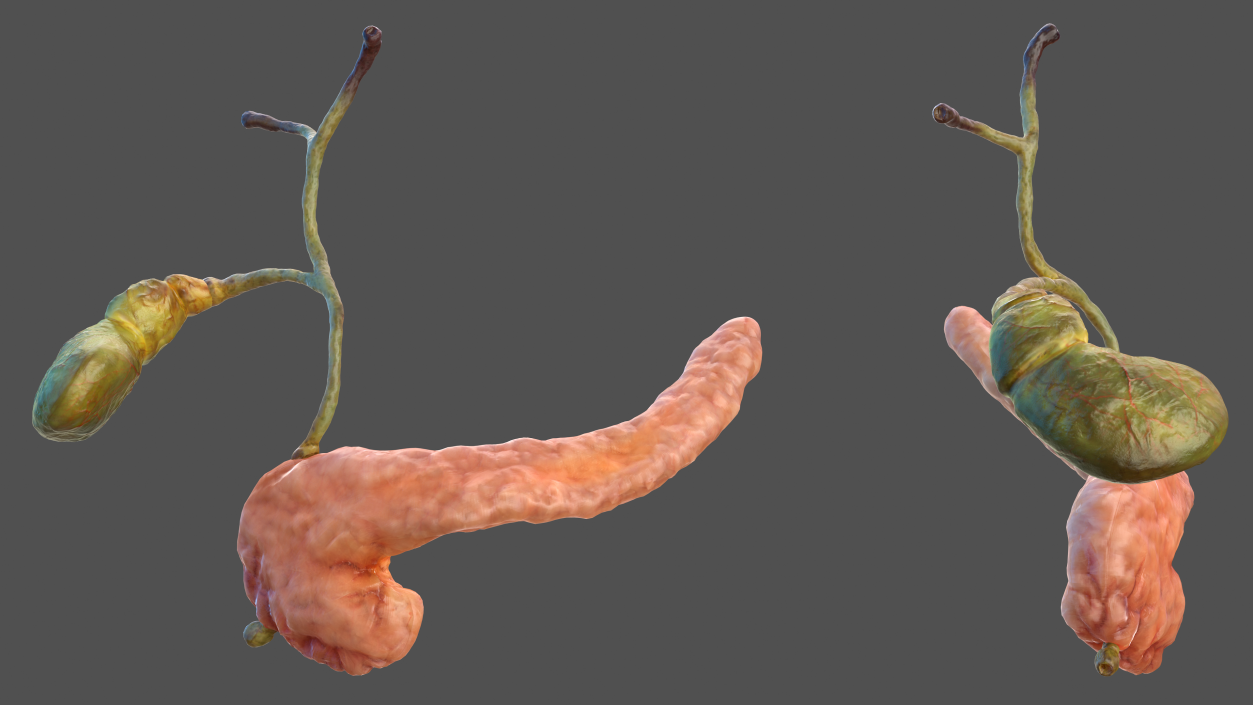 3D model Human Pancreas and Gallbladder