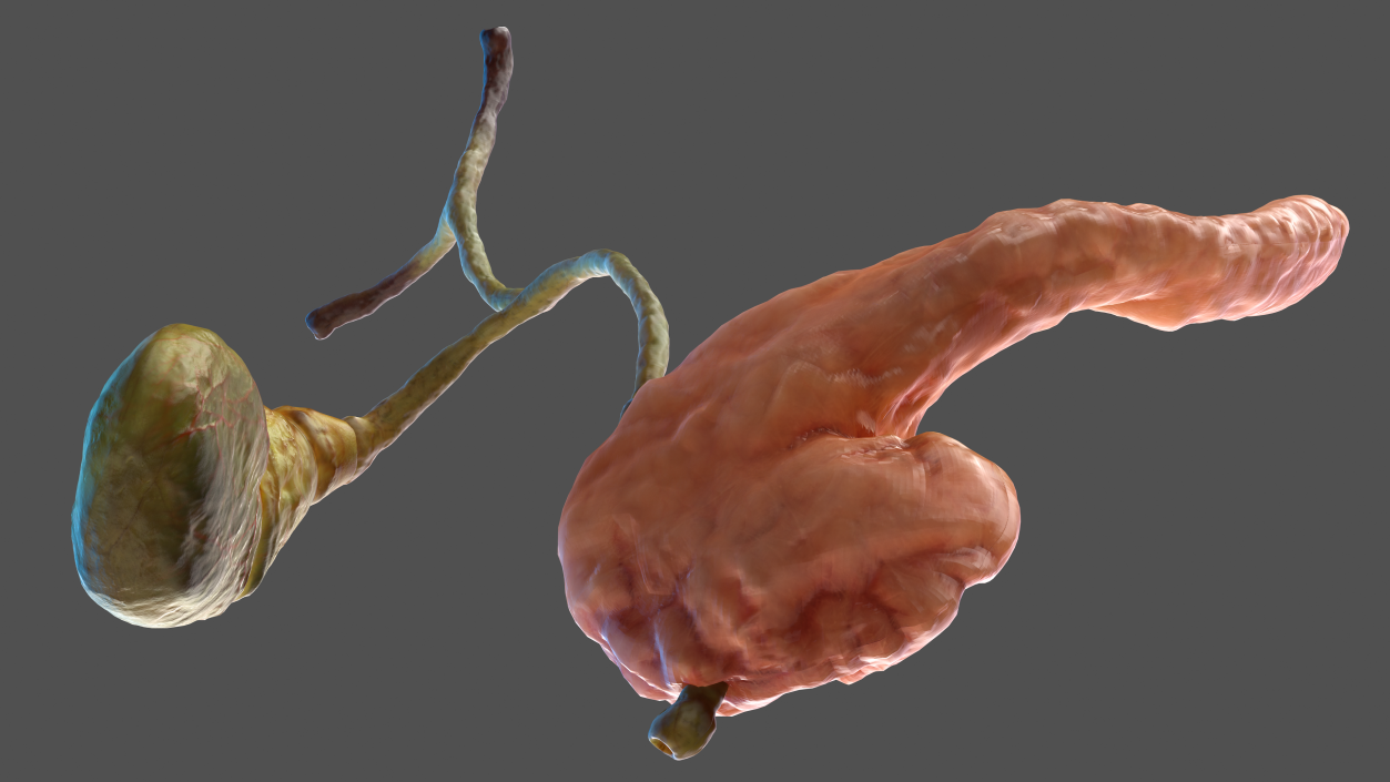 3D model Human Pancreas and Gallbladder