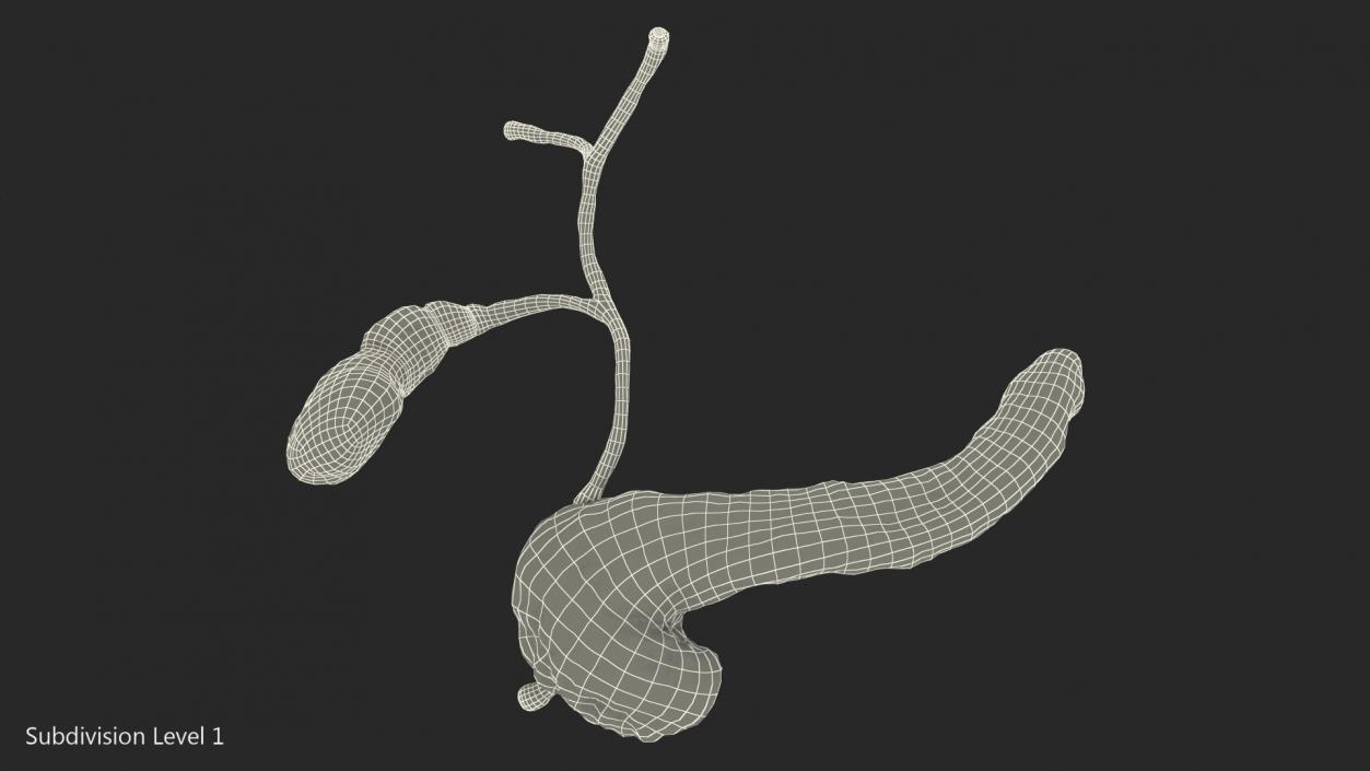 3D model Human Pancreas and Gallbladder