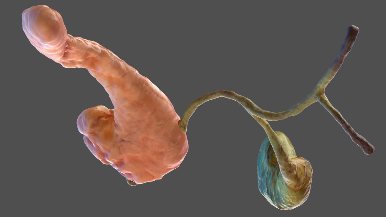 3D model Human Pancreas and Gallbladder