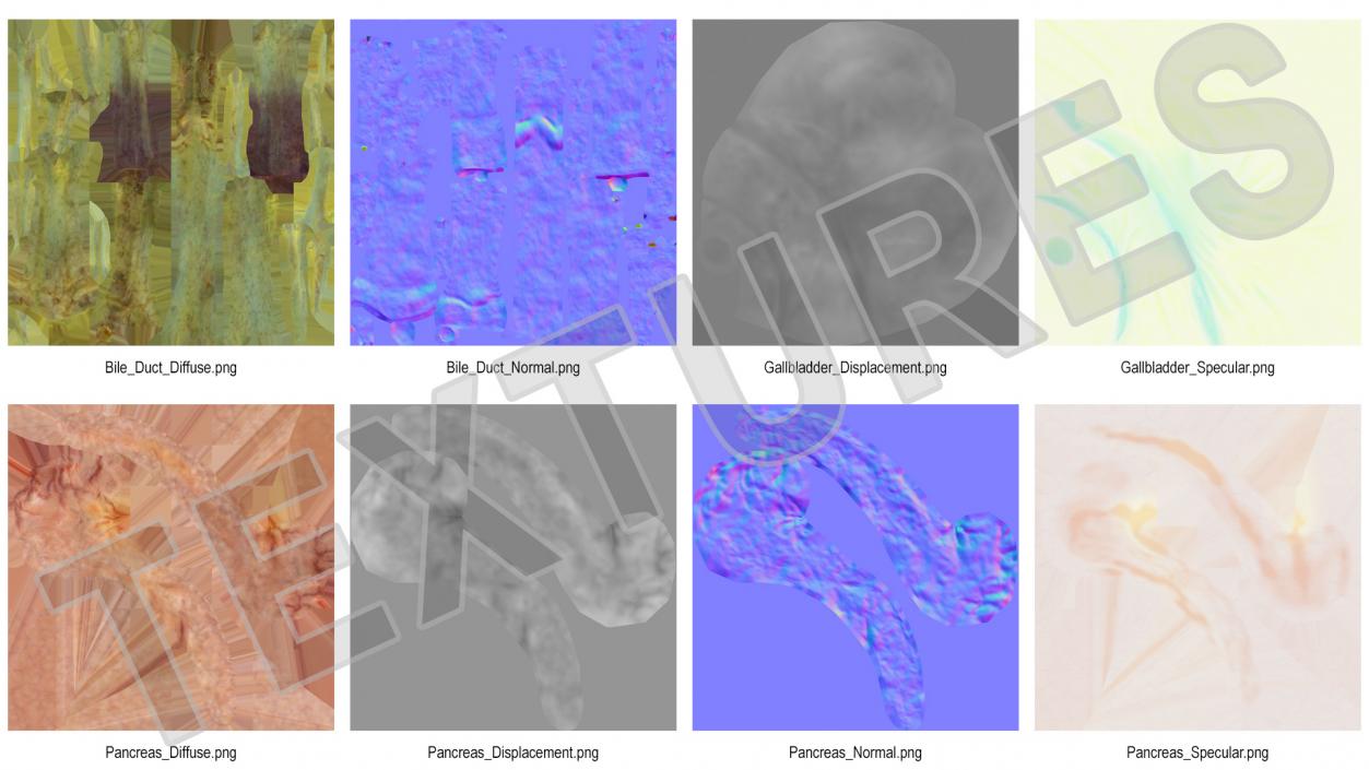 3D model Human Pancreas and Gallbladder