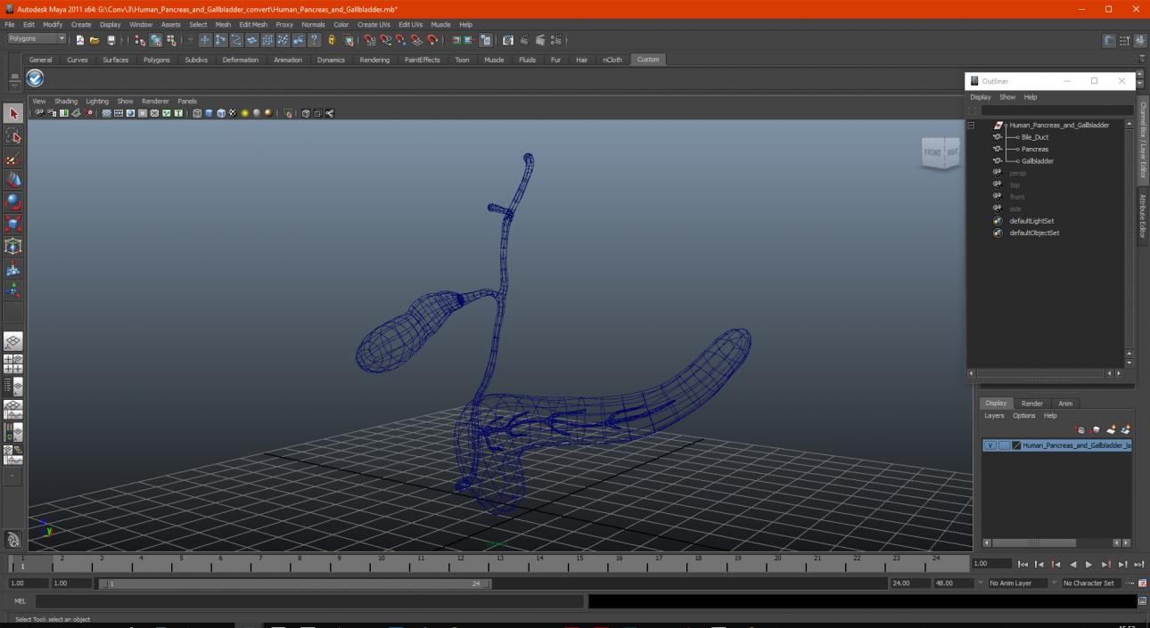 3D model Human Pancreas and Gallbladder