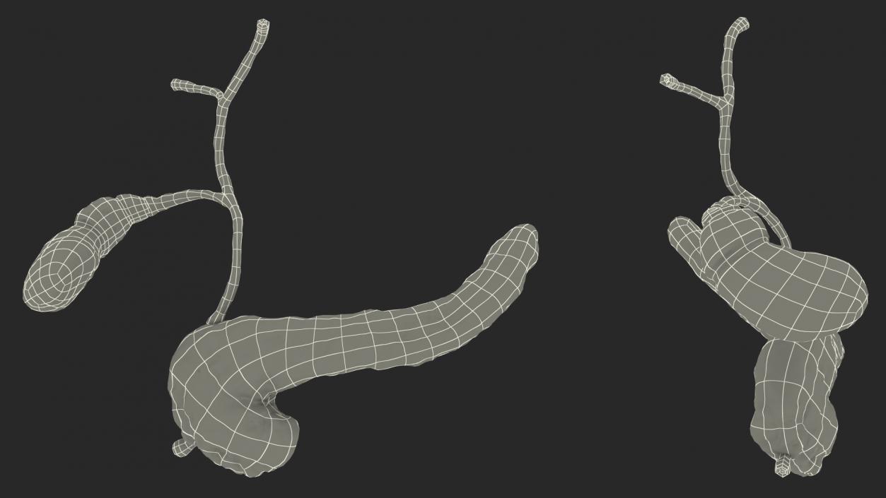 3D model Human Pancreas and Gallbladder