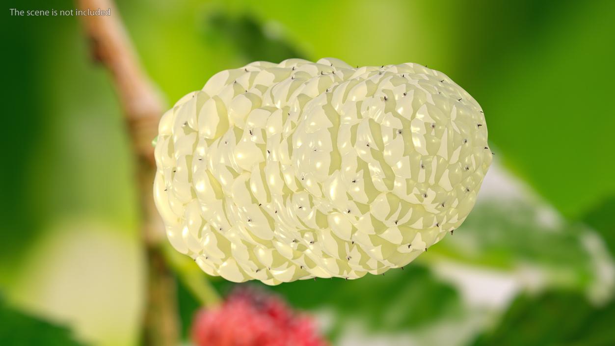 3D model Mulberry Fruit White