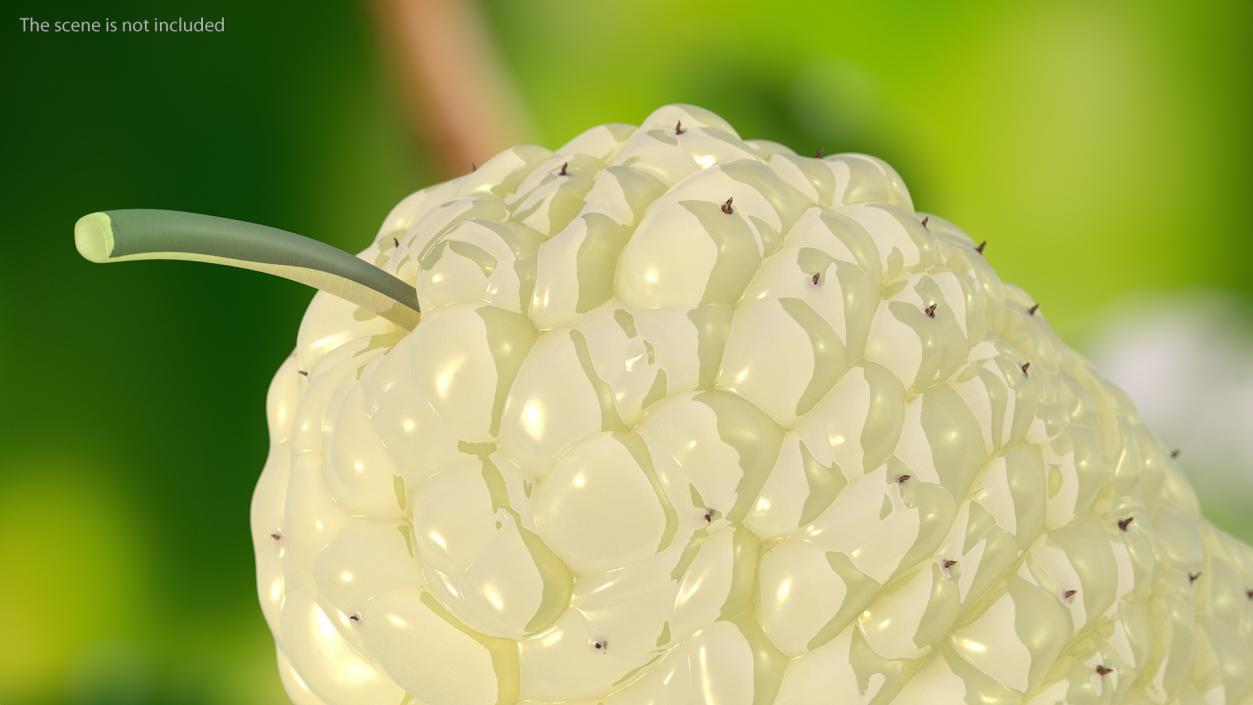 3D model Mulberry Fruit White