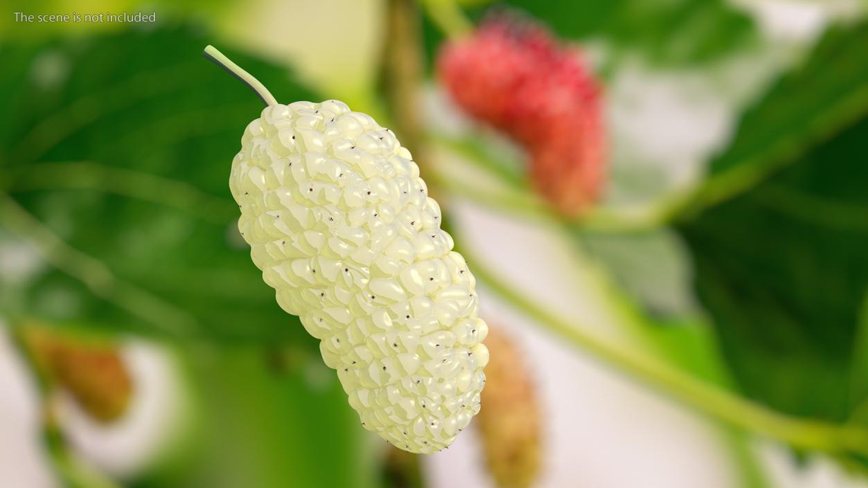 3D model Mulberry Fruit White