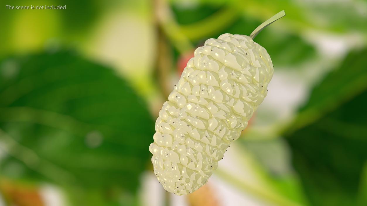 3D model Mulberry Fruit White