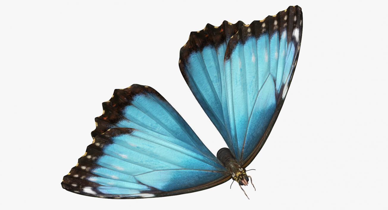 Common Morpho Butterfly with Fur 3D