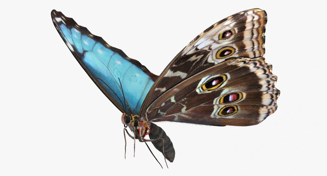 Common Morpho Butterfly with Fur 3D