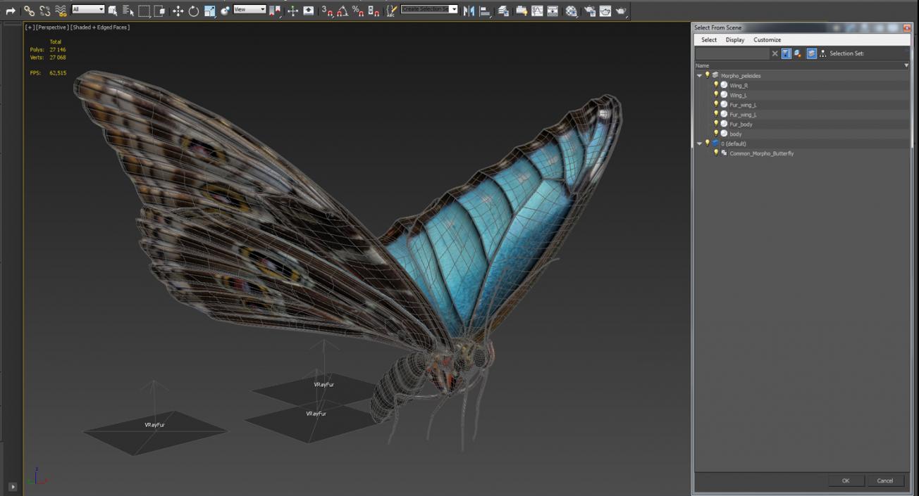 Common Morpho Butterfly with Fur 3D