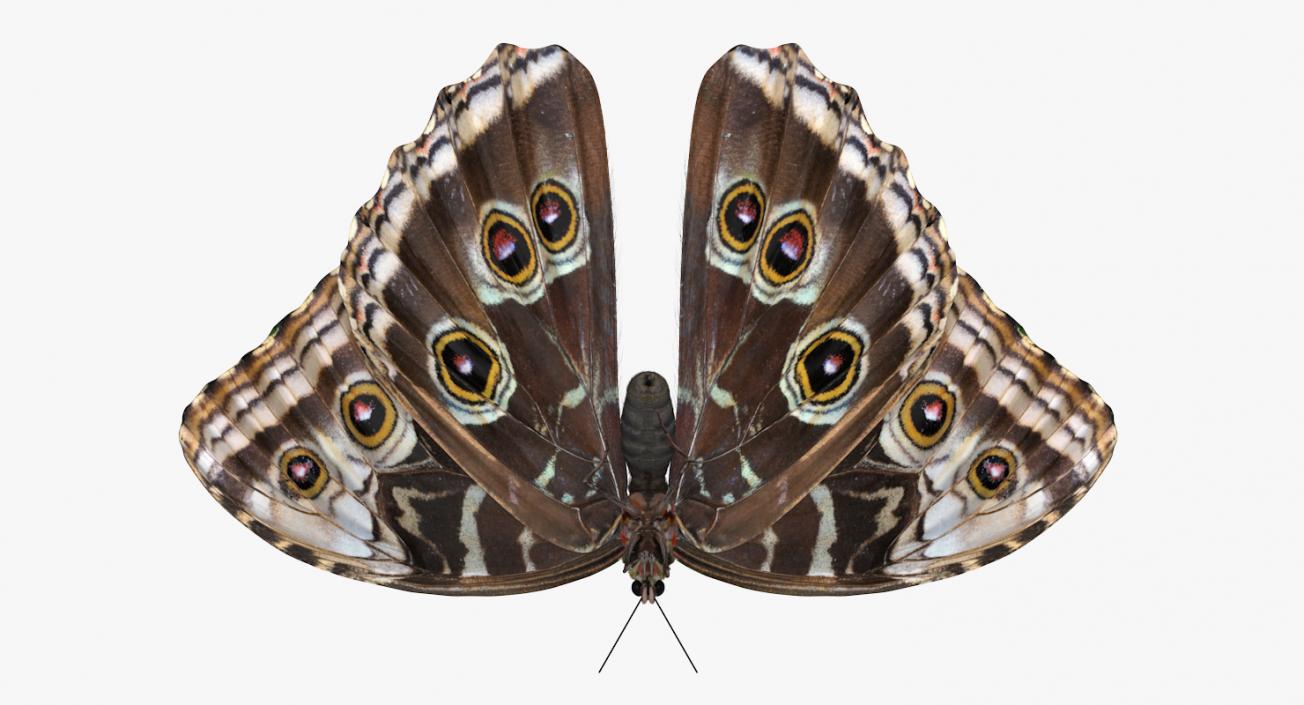 Common Morpho Butterfly with Fur 3D