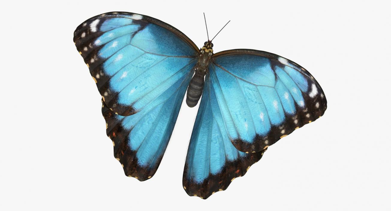 Common Morpho Butterfly with Fur 3D