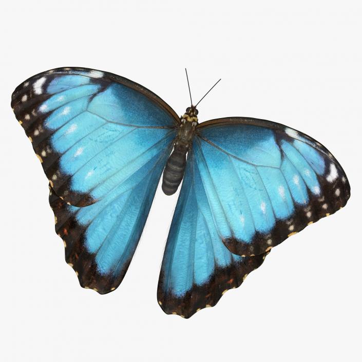 Common Morpho Butterfly with Fur 3D