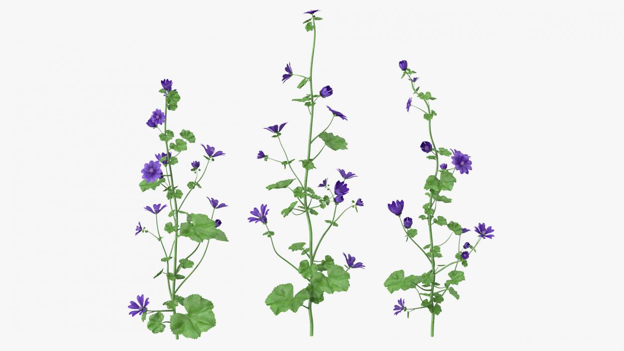 3D model Wild Malva Sylvestris Set