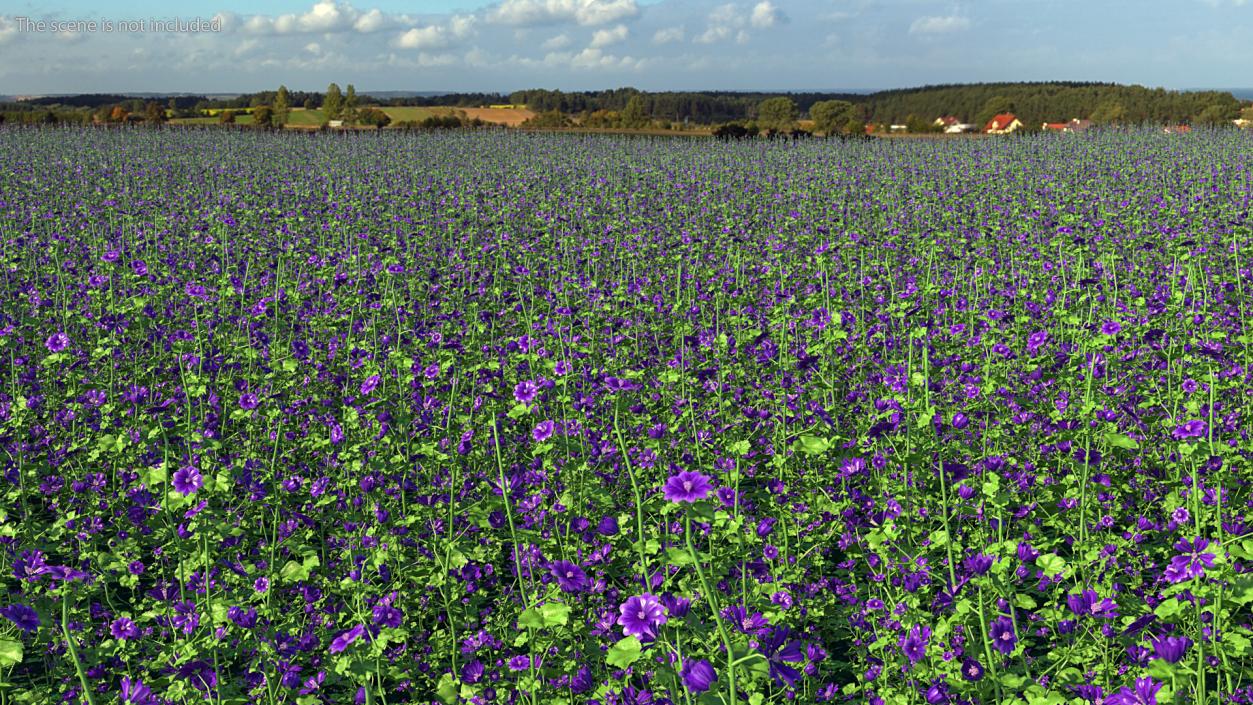 3D model Wild Malva Sylvestris Set