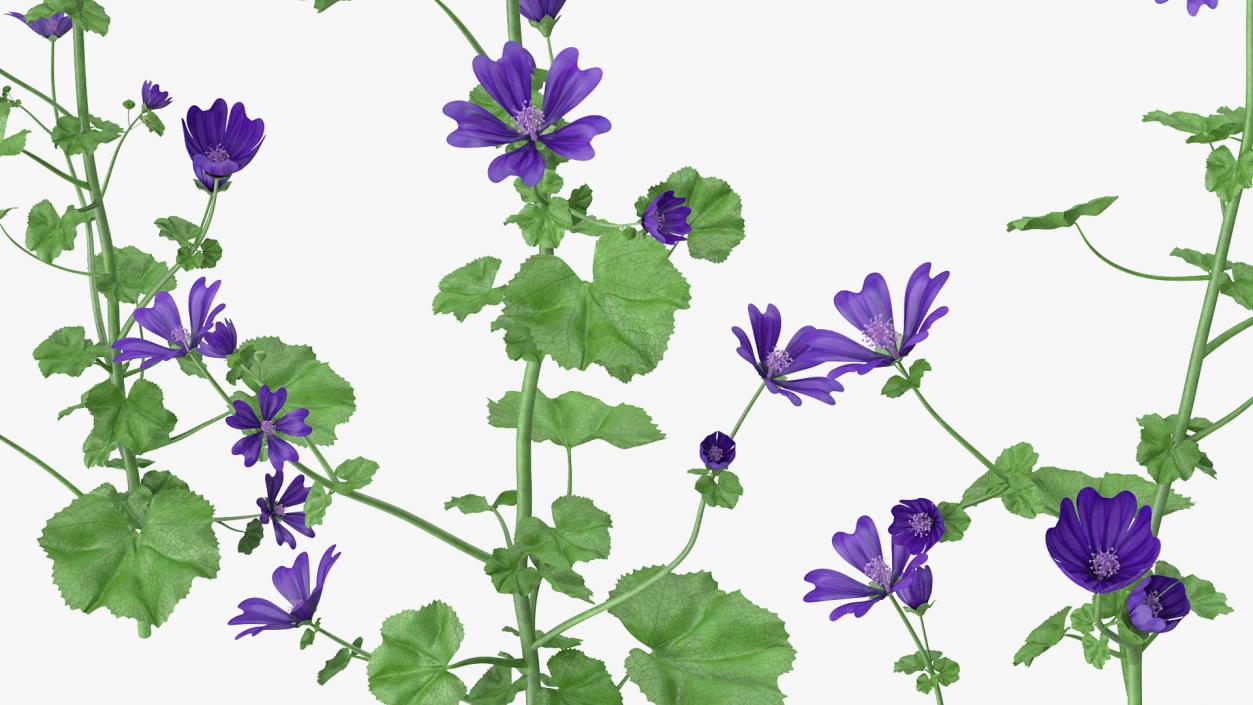 3D model Wild Malva Sylvestris Set