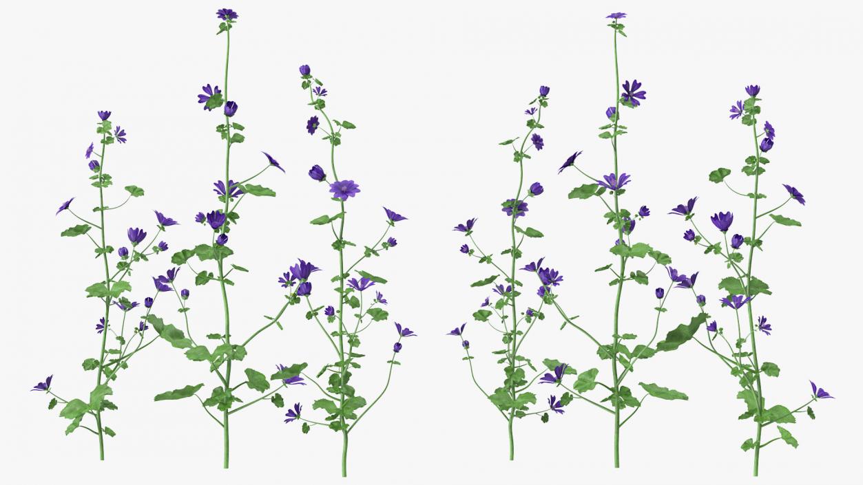 3D model Wild Malva Sylvestris Set