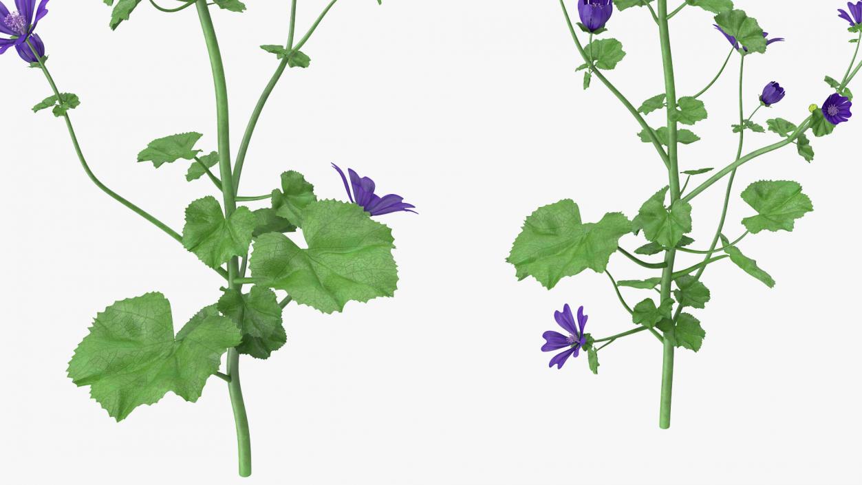 3D model Wild Malva Sylvestris Set