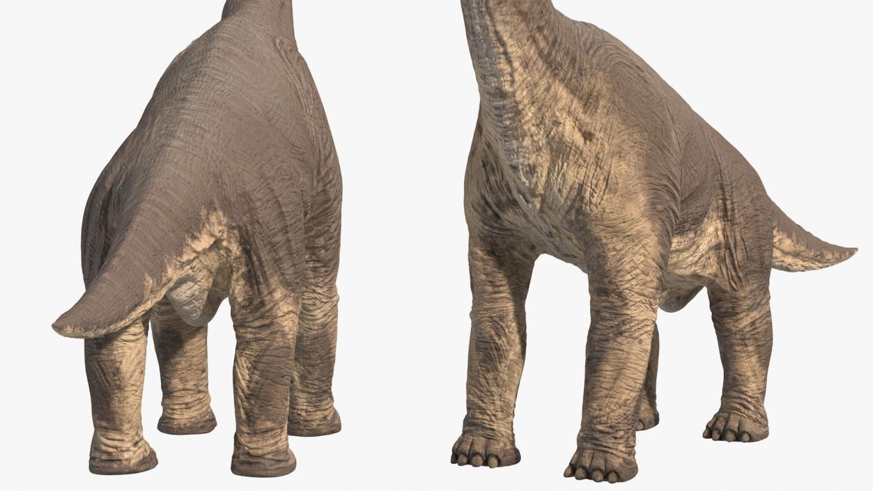 Brachiosaurus Standing Pose 3D