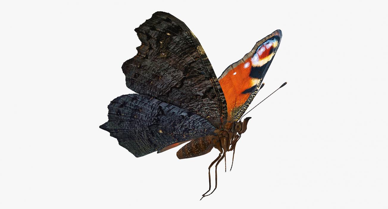 3D European Peacock Butterfly Flying Pose model