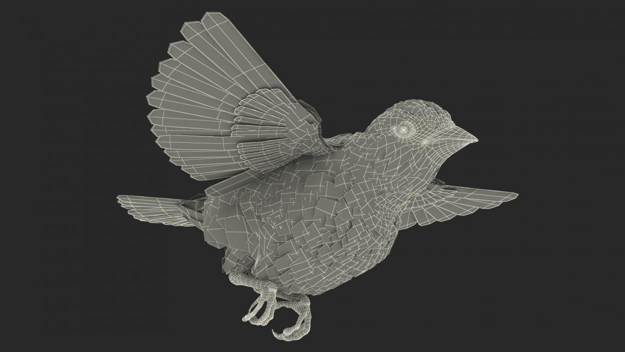 House Sparrow Fly 3D