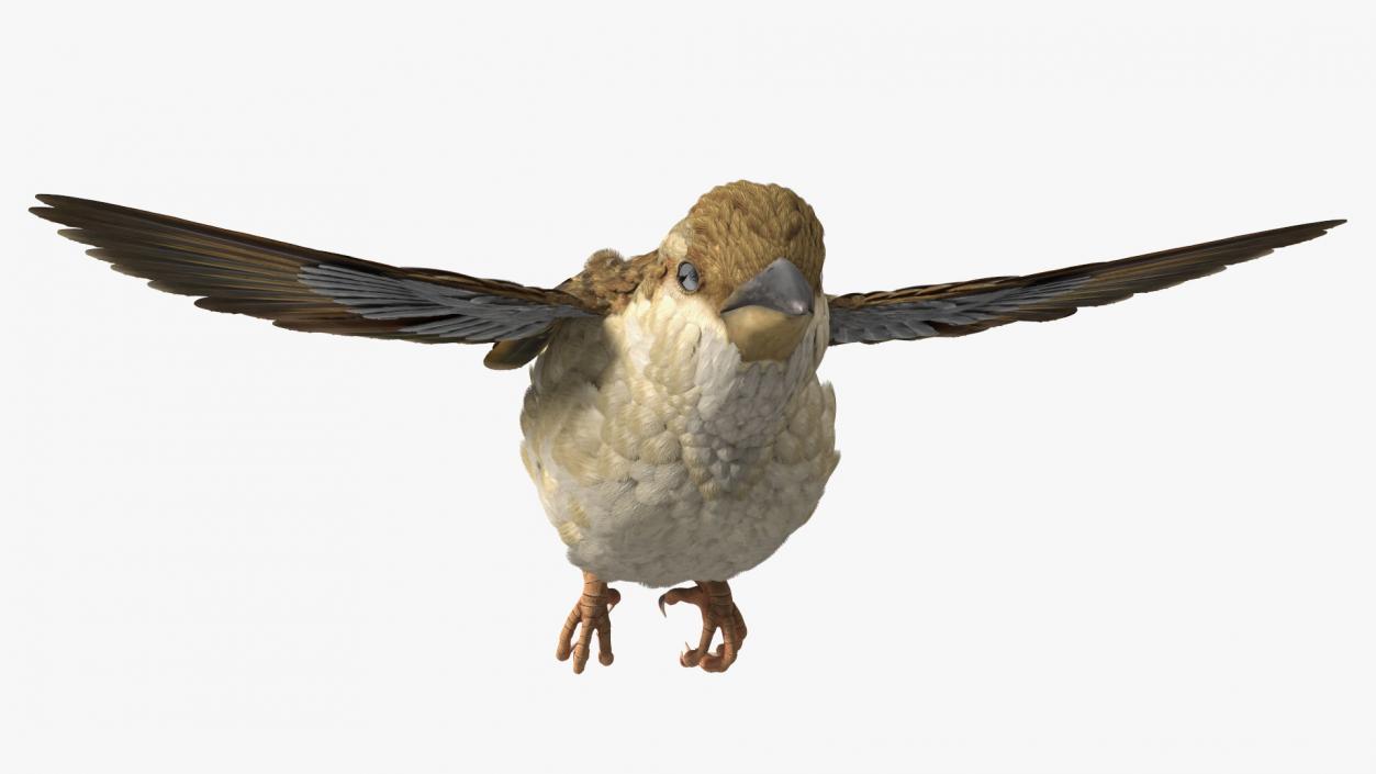 House Sparrow Fly 3D