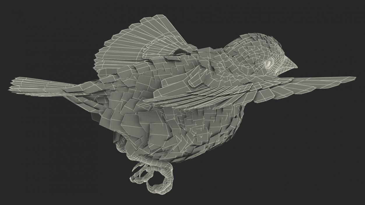 House Sparrow Fly 3D