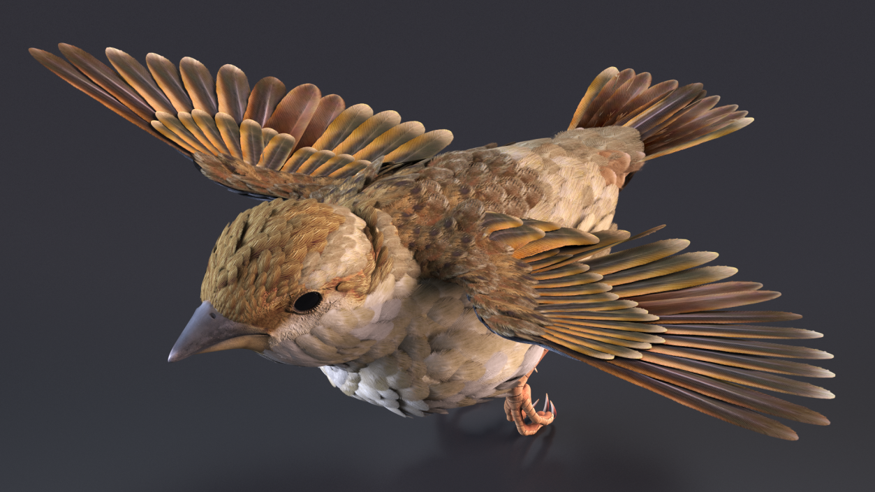 House Sparrow Fly 3D