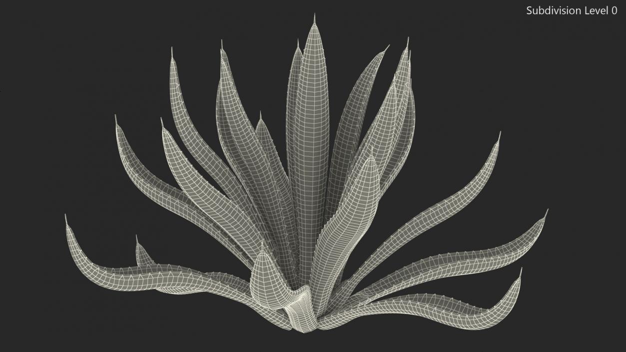 Agave Tequilana Blue Agave Plant 3D