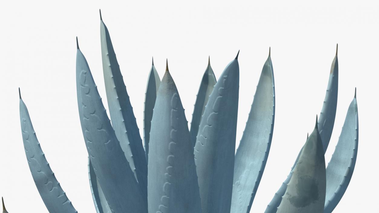 Agave Tequilana Blue Agave Plant 3D