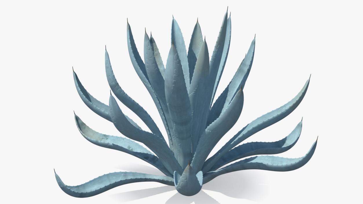 Agave Tequilana Blue Agave Plant 3D