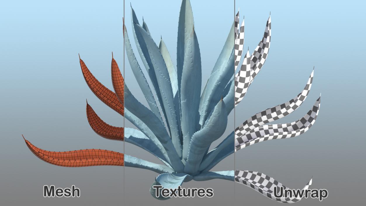 Agave Tequilana Blue Agave Plant 3D