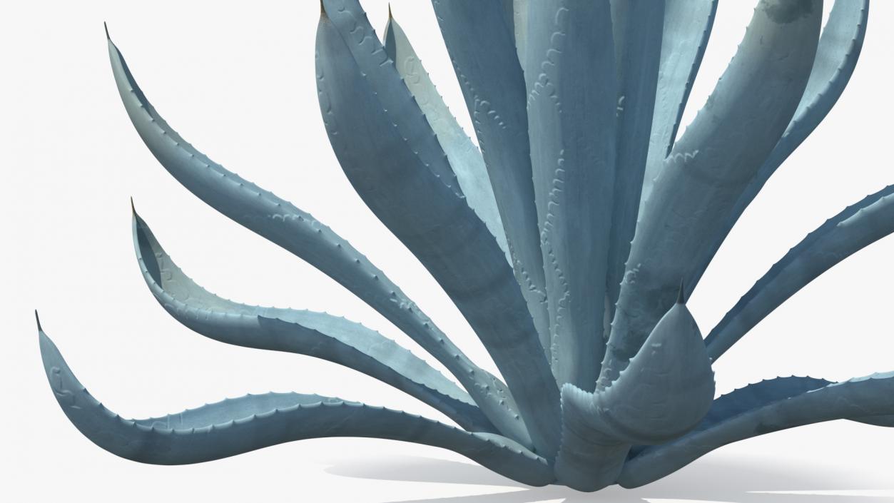 Agave Tequilana Blue Agave Plant 3D