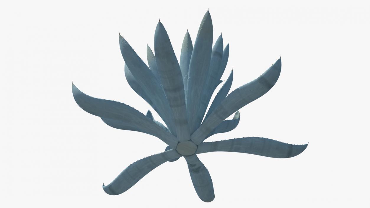 Agave Tequilana Blue Agave Plant 3D