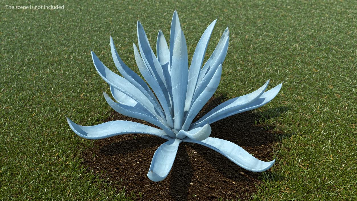 Agave Tequilana Blue Agave Plant 3D