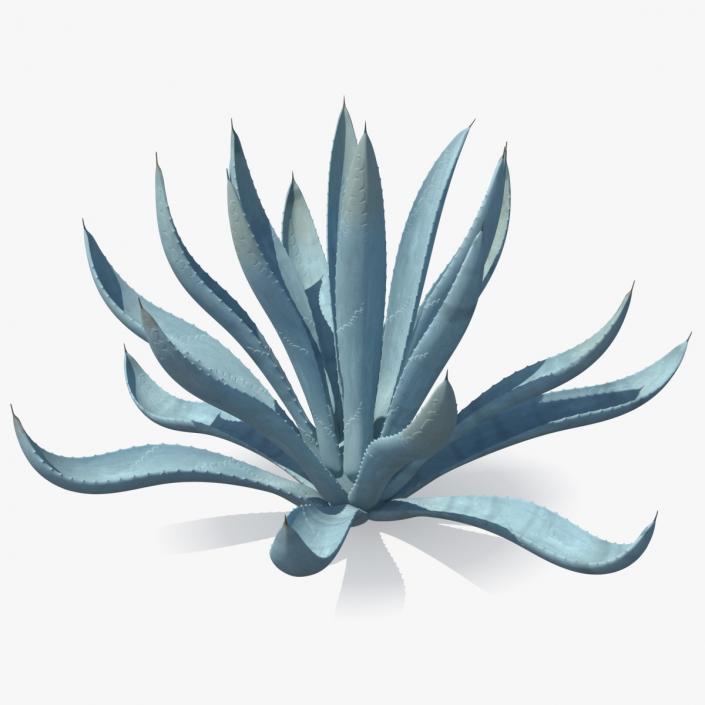 Agave Tequilana Blue Agave Plant 3D
