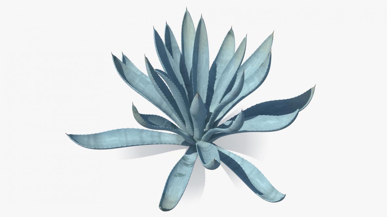 Agave Tequilana Blue Agave Plant 3D