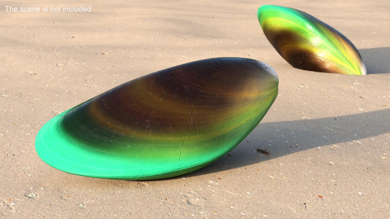 Green Lipped Mussel 3D model