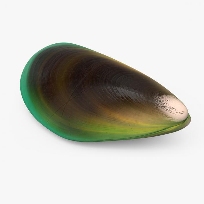 Green Lipped Mussel 3D model