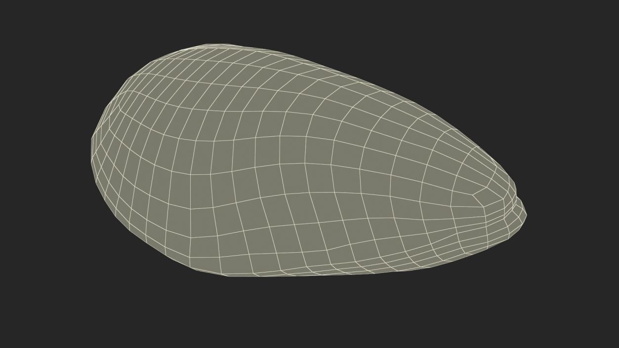 Green Lipped Mussel 3D model