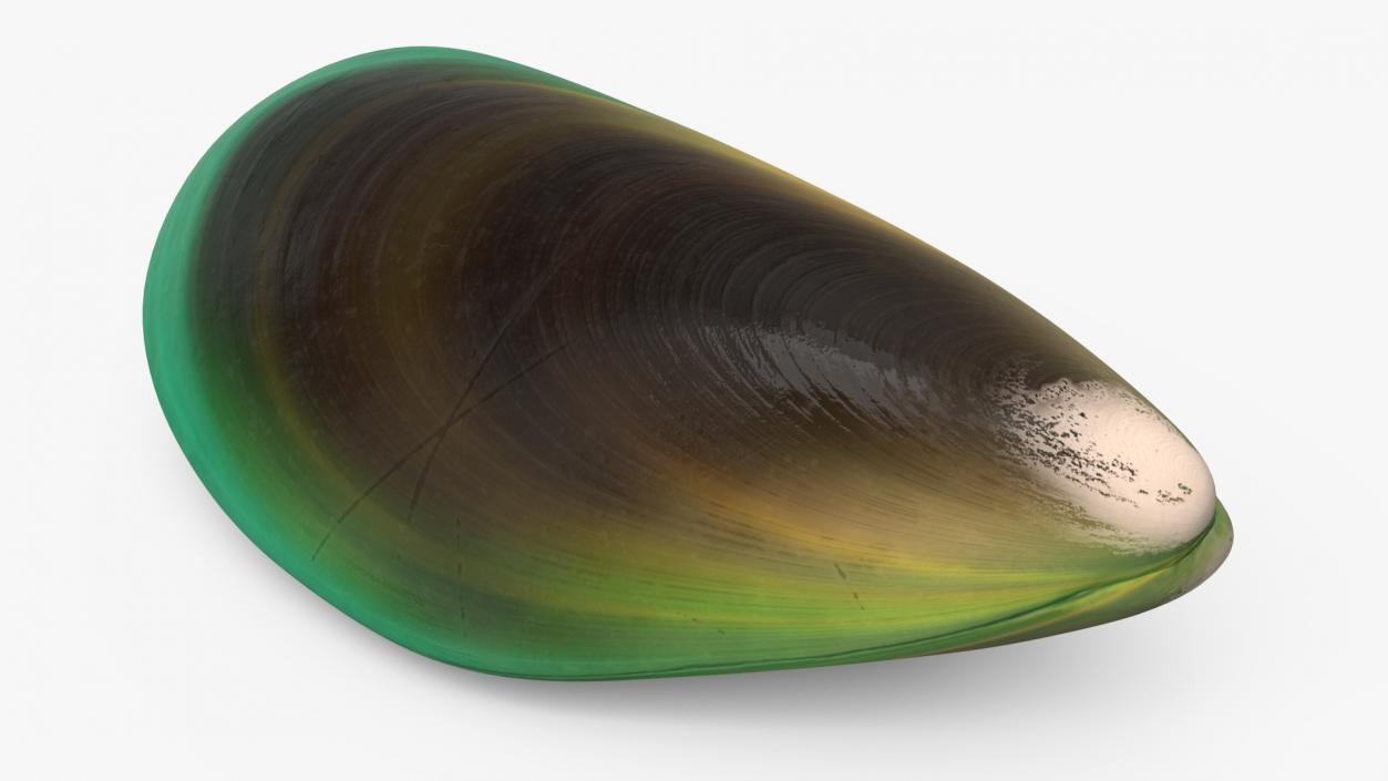 Green Lipped Mussel 3D model