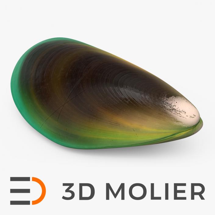 Green Lipped Mussel 3D model