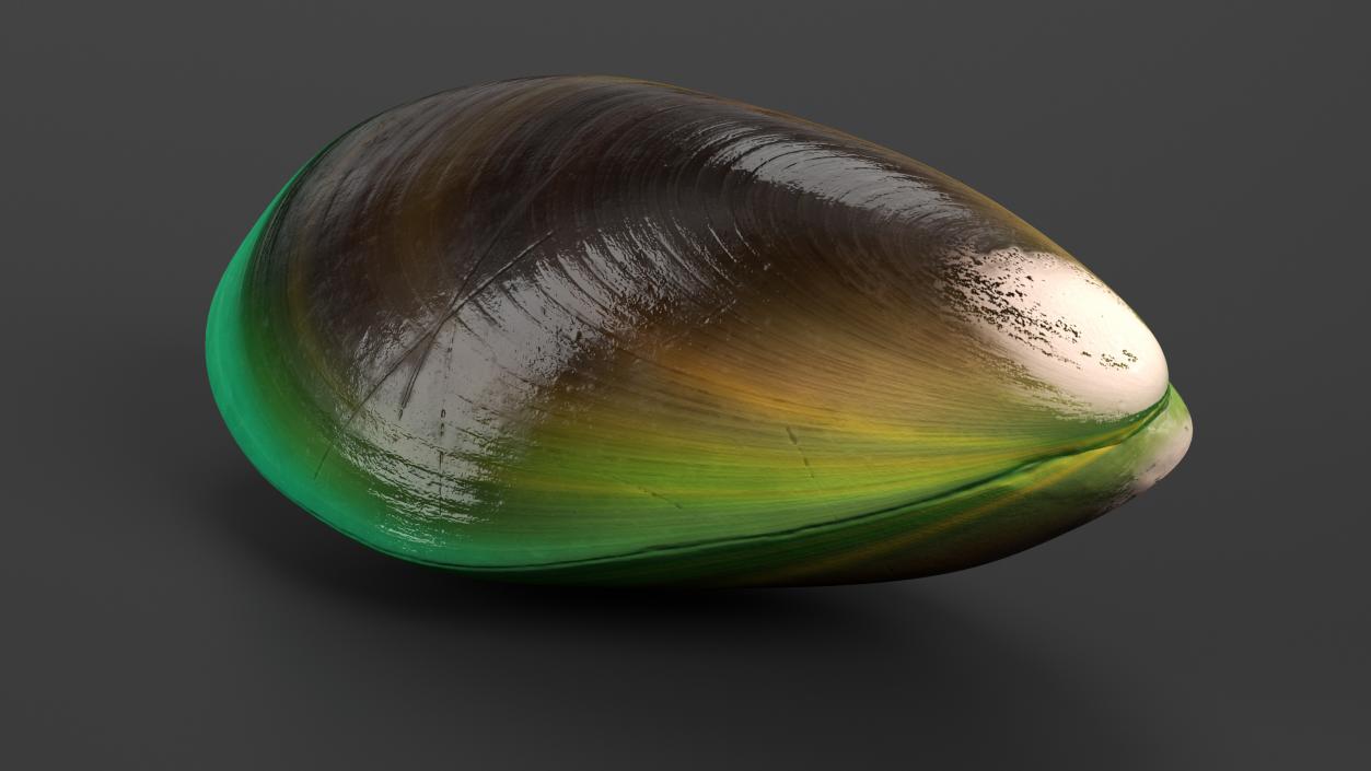 Green Lipped Mussel 3D model