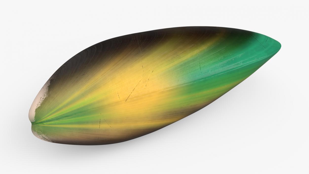 Green Lipped Mussel 3D model