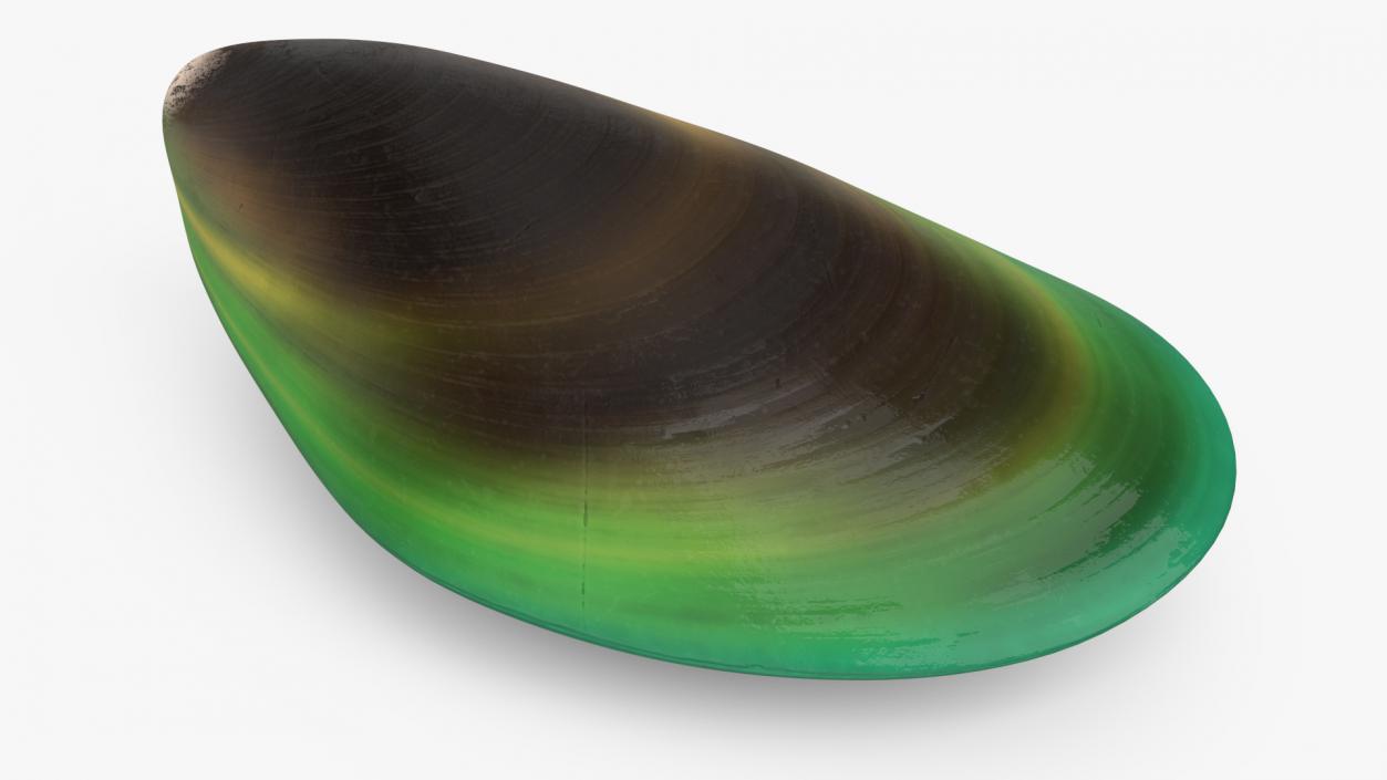 Green Lipped Mussel 3D model