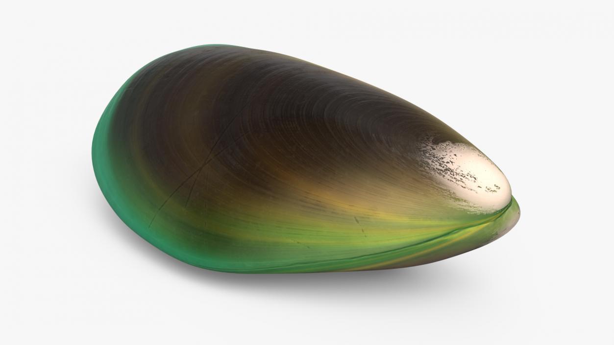 Green Lipped Mussel 3D model