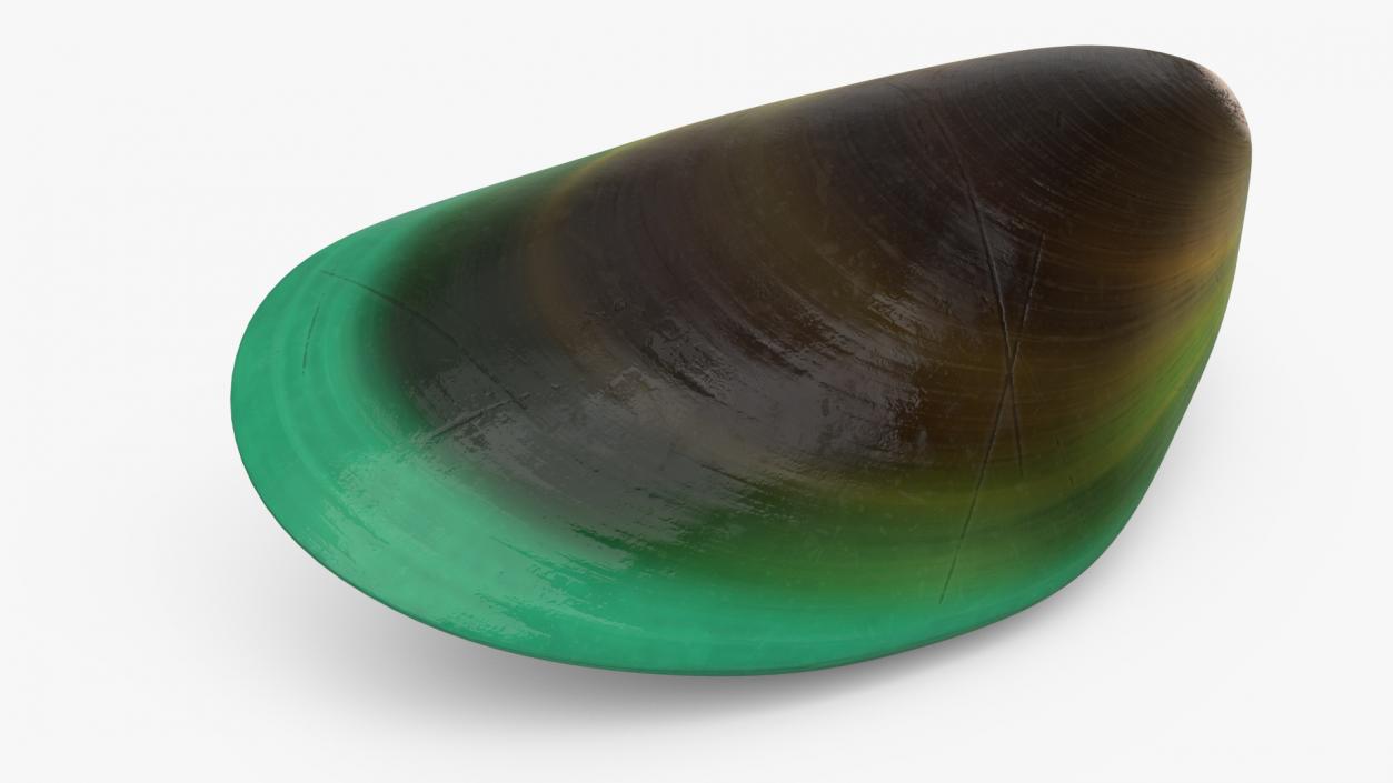 Green Lipped Mussel 3D model