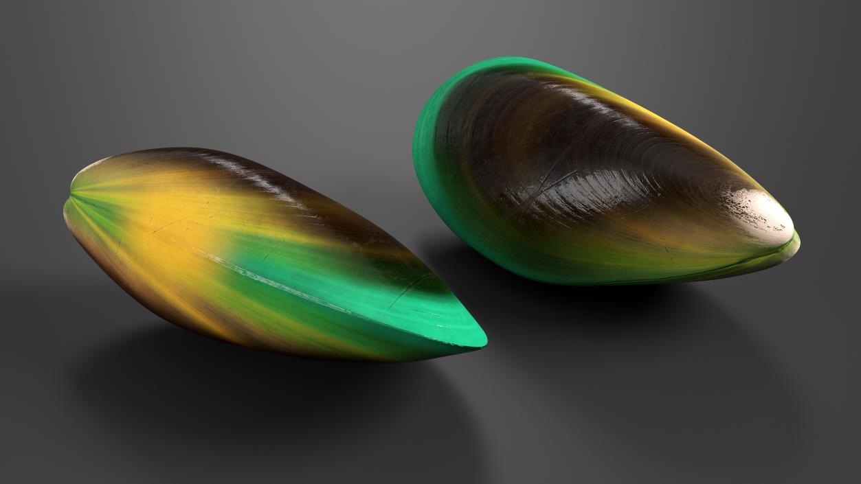 Green Lipped Mussel 3D model