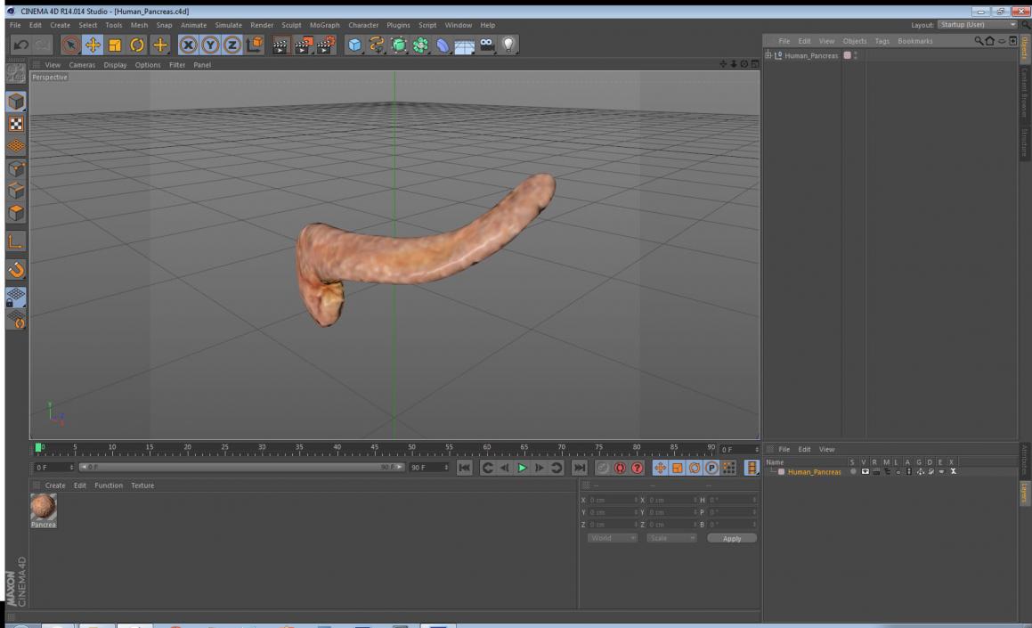 Human Pancreas 3D model